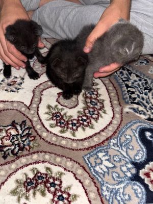 Котята вислоухие