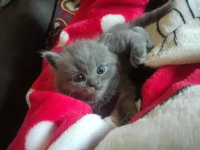 Бронирование котят, котята британцы, осталось 3 девочки