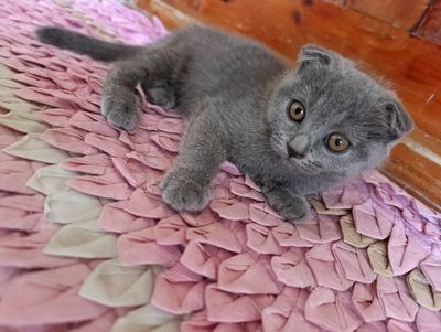 Тоза зодли мушуклар сотилади
