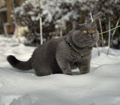 Вязка кота британской породы!