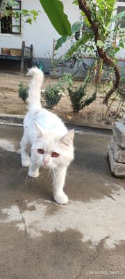 Persian Cat Mushuk