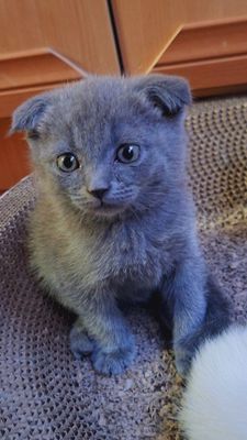 Продаётся котёнок мальчик 2 месяца...