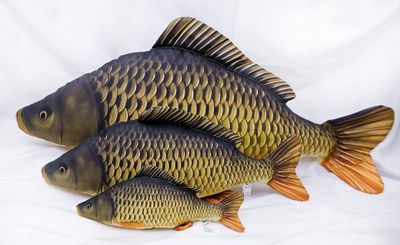 Tirik sazan baliq sotiladi 1kg-50000mingsumdan