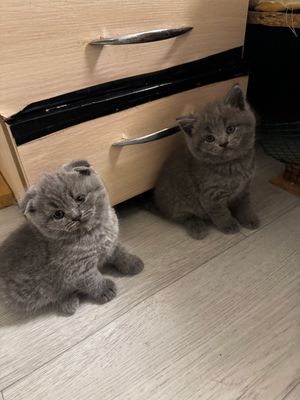 Продаются котенок страйт мальчик