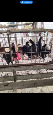 Продаются куры 5 -6 месячные породы Австралоп Ухейлю белые и черные