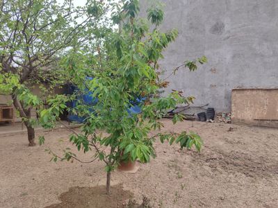 Лимонарияда Зур локация да курук 3сотих ер сотилади