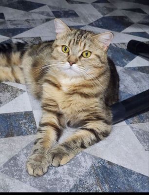 Продаётся кошечка