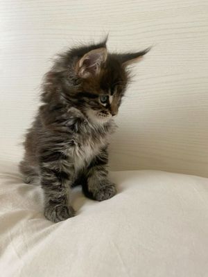 Продаются котята Мейкуна