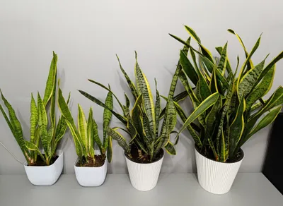 Сансевиерия