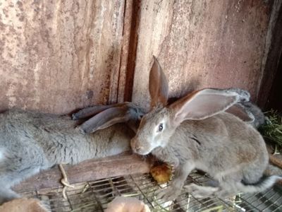 Продам молодых крольчат породы Фландр все прививки зделаны им 3 месяца