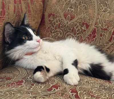 Котенок в добрые руки