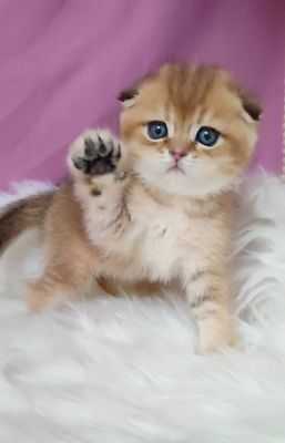 Мальчик золотая шиншилла