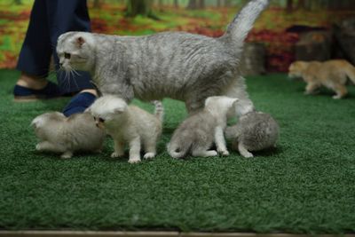 Продаётся котята британский серебристый шиншилла