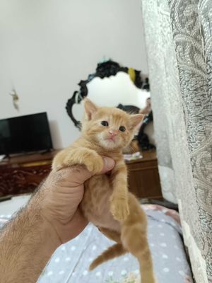 Одам даром очень красивого Катенька