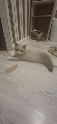 Продаётся котенок