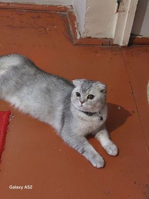 Шотландский вислоухие котята