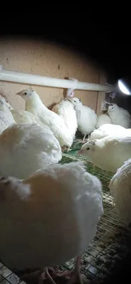 Bedana jojasiga zakaz olamiz BELI GIGANT paroda