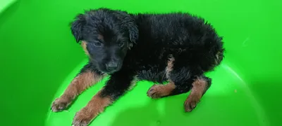 It bolachalari Rotfello qiz sotiladi