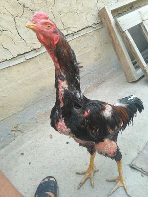 Xo'roz dakan 2ta