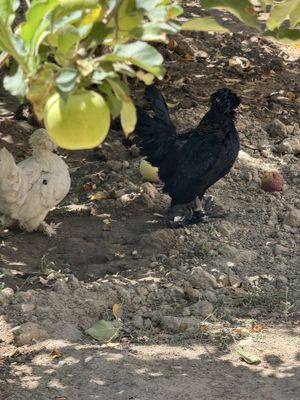 Yapon tovu xoroz sotiladi