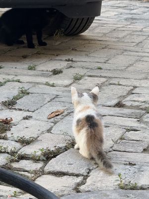Отдам кошечку в хорошие руки .