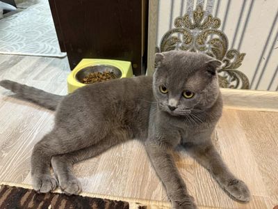 Скотишь фолд для вязки