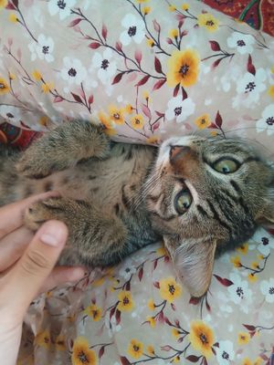кот