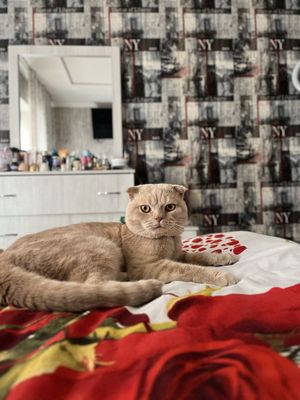Кот на связку породистый