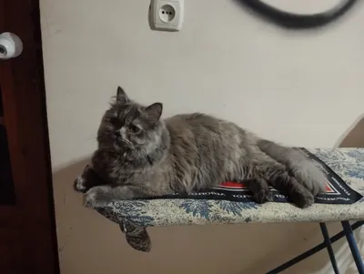 продается девочка Скоттиш страйт