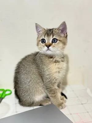 Золотая Шиншила