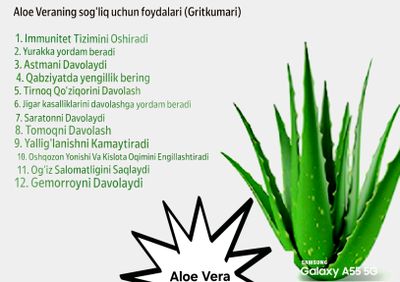 Aloe Vera gullari va barglari  sotiladi 1-15yillik