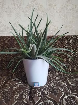 Цветок Алое вера