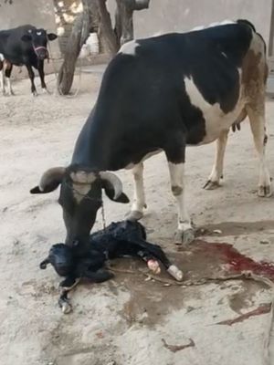 ola ona bola bolasi buqacha