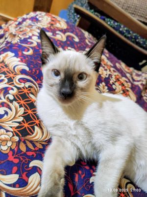 Сиамский котенок, кошечка