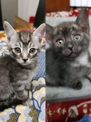 котята бесплатно