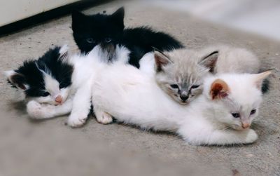 Котята сибирской кошки