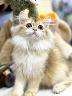 Британский золотая шиншилла