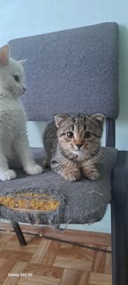 Котята продаются людям, которые хорошо о них заботятся. Parodali mushu