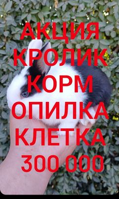 Дикаративный карликовый кролики