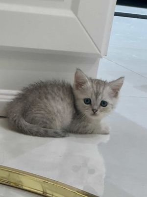 Котята бухараааааа