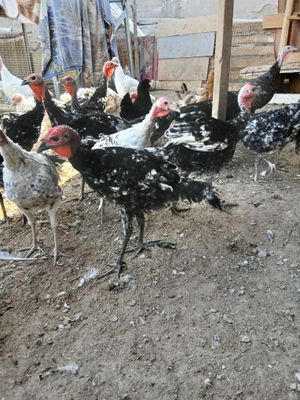 Kurka jo‘jalari sotiladi 3 4 oylik hamma narsa yeydi