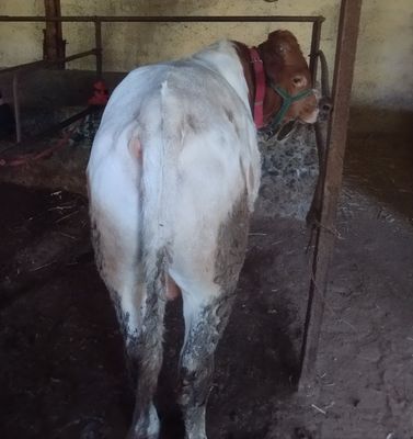1 yashardan utgan uspirin parodni buqalar sotiladi srochna