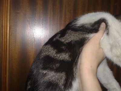 Красивый котик -бенгал, 7 месяцев.