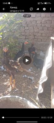 Товиглар жой богатишка сотилади хаммаси!