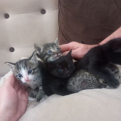 Котята домашние чистые, отдам в добрые руки.