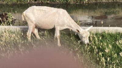 Echkilar sotiladi harhil zotligibo