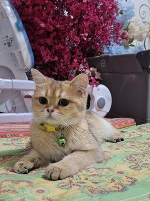 Британская короткошёрстная шиншилла — девочка, Продаётся очаров