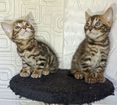 Продаются бенгальские котята