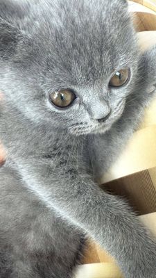 Продается кошка в хорошие руки