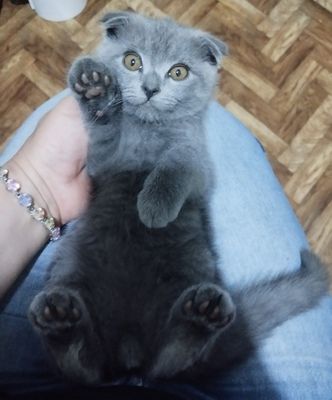 Продается котёнок скоттиш фолд мальчик 2 мес